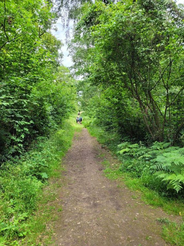 woodland path wansford